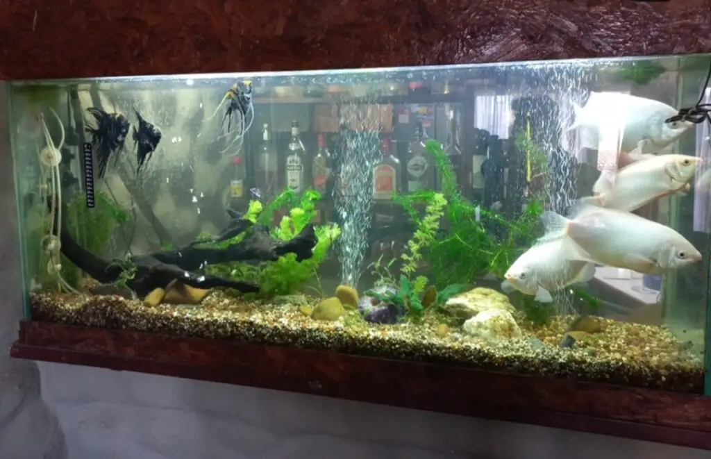 Aquarium Cleaning Service