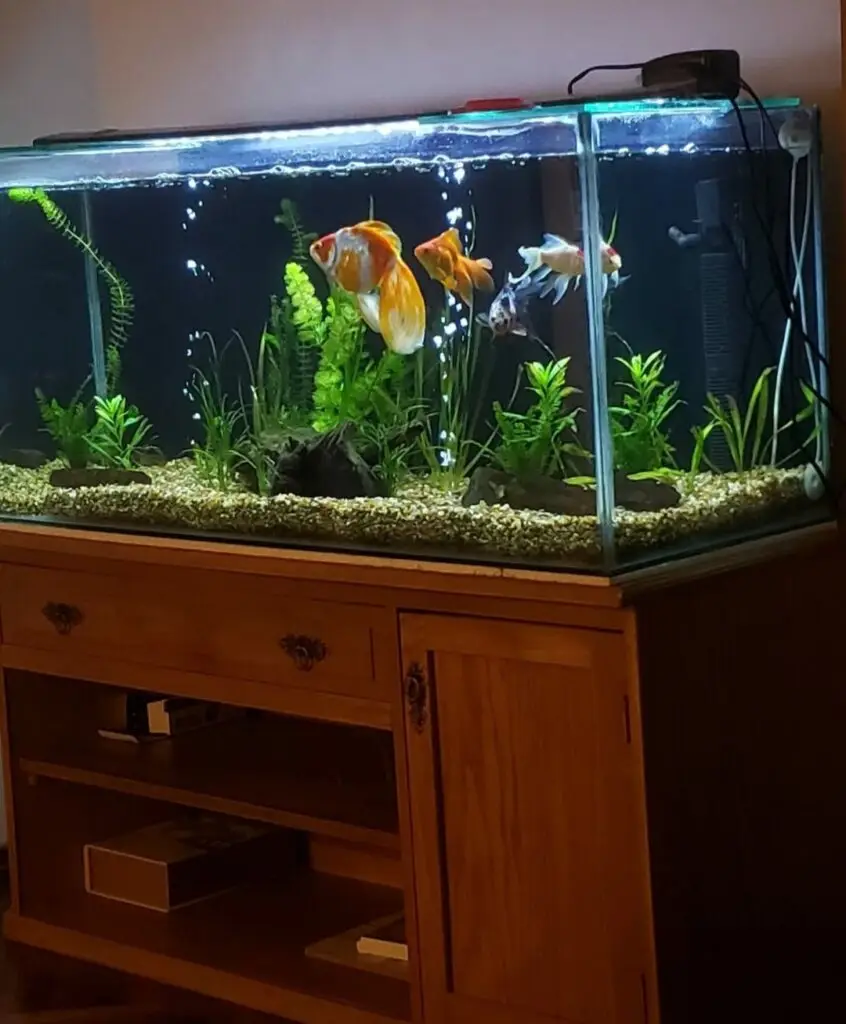 Fish Tank cleaning service