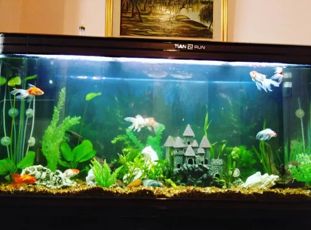 Aquarium cleaning service