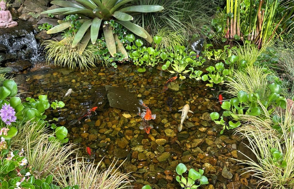 Pond Cleaning Service